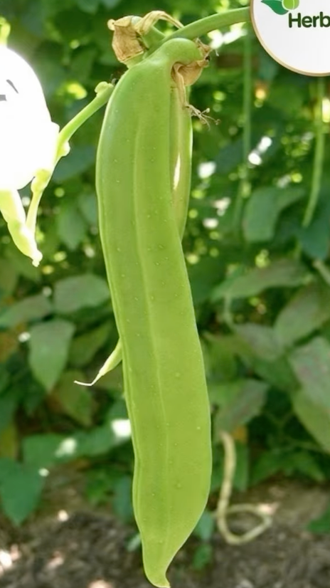 🌿 අවර (Awara) 🌿